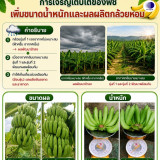 วว. ชูนวัตกรรม “สารควบคุมการเจริญเติบโตพืช” กอบกู้สวนกล้วยหอ ... พารามิเตอร์รูปภาพ 2